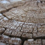 stump2 stump2