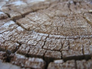 stump2