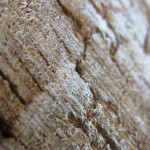 stump stump