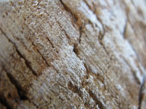 stump