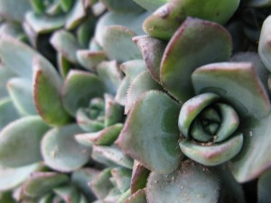 plant2