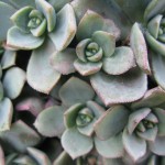 plant plant