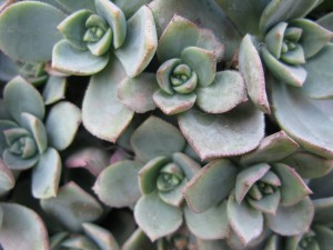 plant