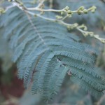 tree tree